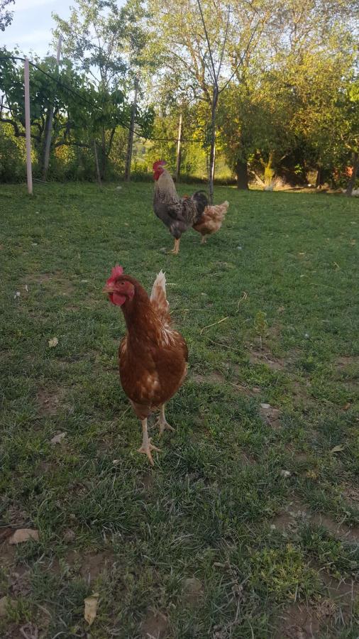 Agriturismo La Ginestrella Civitella D'Arna Екстериор снимка